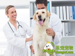 犬猫什么时候需要看急诊