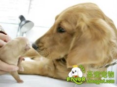 狗狗分娩前会有哪些表现