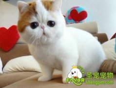 猫咪也会感染犬细小病毒