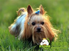 选购约克夏的九个要点