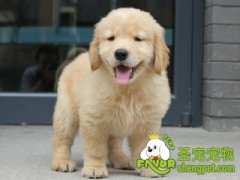 挑选金毛犬的五个原则