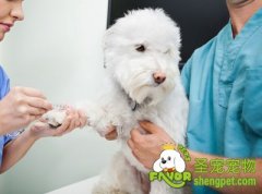 犬猫免疫时间及免疫前后的注意事项