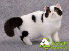 怎样挑选异国短毛猫