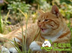 猫草对猫咪有什么作用