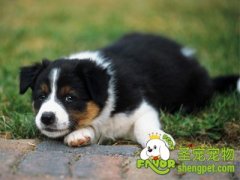 狗狗风湿的治疗方法