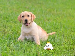 狗狗春天常见疾病有哪些？