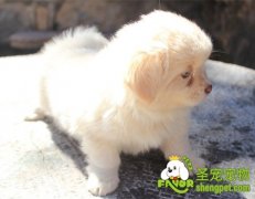 抱狗狗回家的时机和技巧