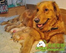 狗狗分娩前需要做的准备和分娩前的征兆