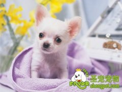 选购狗狗的三个优质来源