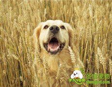 家长如何帮助狗狗助产