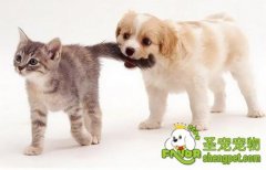 被猫咪狗狗咬伤后怎么处理伤口