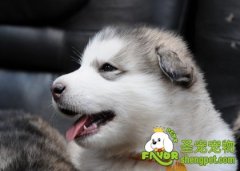 狗狗的口腔护理有哪些注意事项