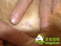 狗狗最常见的皮肤的症状、预防以及治疗
