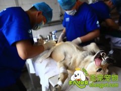 狗狗做结扎需要注意哪些注意事项