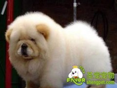 如何从狗狗眼睛判断它们的身体情况