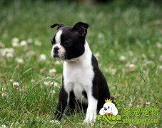 波士顿梗幼犬的挑选方法