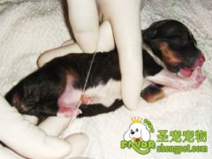 产后狗狗应该如何护理