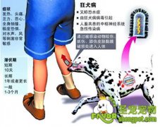详解狂犬病的症状以及传染途径