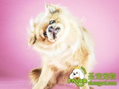 如何判断狗狗身体是否健康