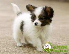 如何正确判断狗狗的年龄