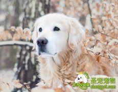 狗狗关节炎的鉴别和治疗