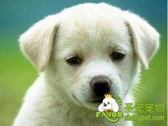 狗狗为什么会得忧郁症状应该如何预防