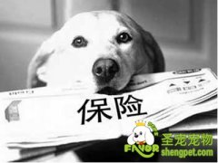 宠物猫狗保险投保内容注意事项
