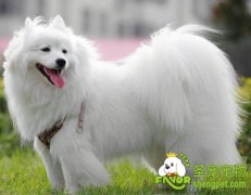 萨摩耶和日本银狐犬的辨别技巧