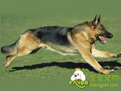 饲养德国黑背的注意事项