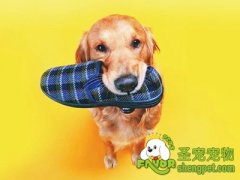 狗磨牙期乱啃咬怎么办