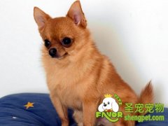 怎么缓解狗狗紧张不安