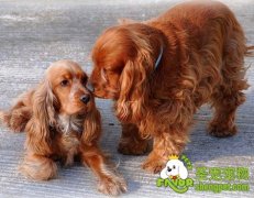 英国可卡犬和美国可卡犬之间的分辨技巧