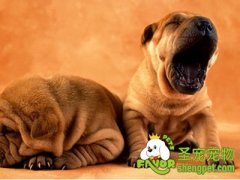 狗狗咳嗽原因预防及治疗方法