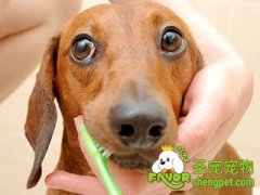 狗狗牙齿疾病口腔护理防治