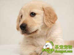 狗狗吃自己的便便怎么办