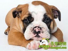 狗狗腹泻的原因以及预防治疗方法