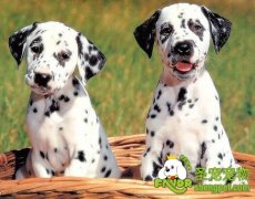 宠物狗的挑选要细心