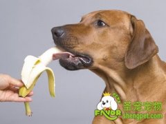 狗狗可以吃甜食吗