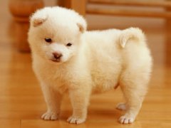 狗狗咳嗽的原因以及治疗方法