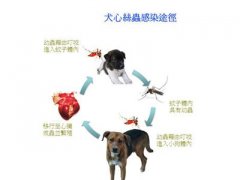 犬心丝虫应该如何预防及治疗