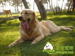 夏季如何预防狗狗中暑