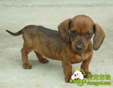 腊肠犬选购的要点有哪些