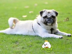 照顾年老狗狗的一些注意事项