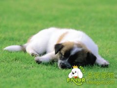 狗狗糖尿病的治疗方法和注意事项