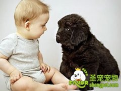 弓形虫的预防和治疗方法