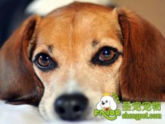 猫狗结扎手术宠物饲主两极化