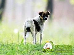 被宠物抓伤后谨防感染狂犬病