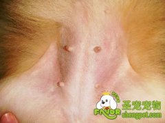 狗狗怀孕有什么症状以及护理方法