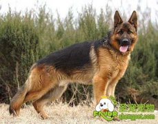 带狗证的德牧非常贵吗