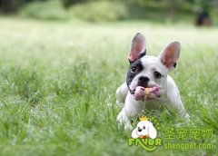 玩具对狗狗的好处及挑玩具方法